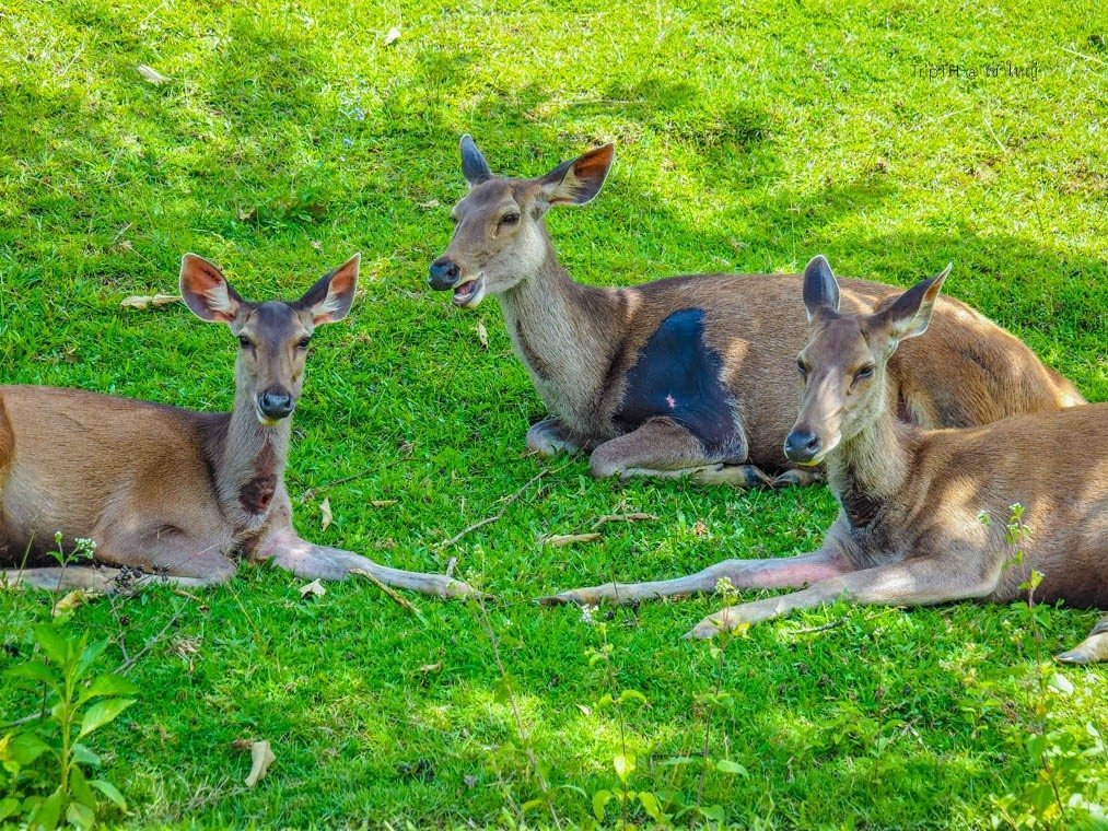 Tour Khao Yai - fattispecie animali