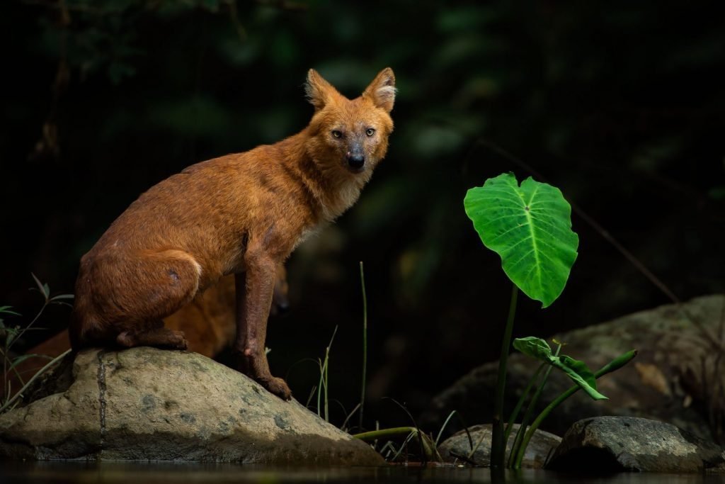 Tour Khao Yai - fattispecie animali