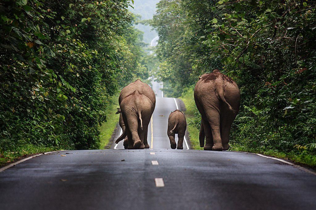 Tour Khao Yai - elefanti selvatici