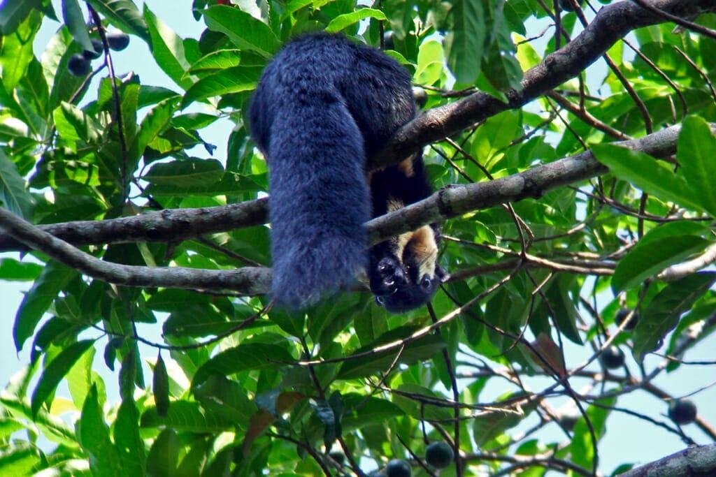 Tour Khao Yai - fattispecie animali