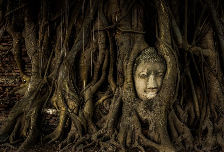 Escursione Ayutthaya - Il Buddha nelle radici