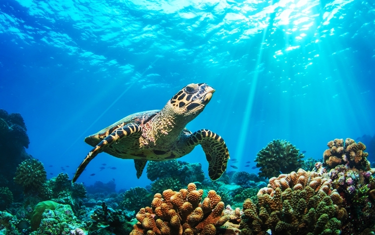 Tour Similan - tartaruga marina