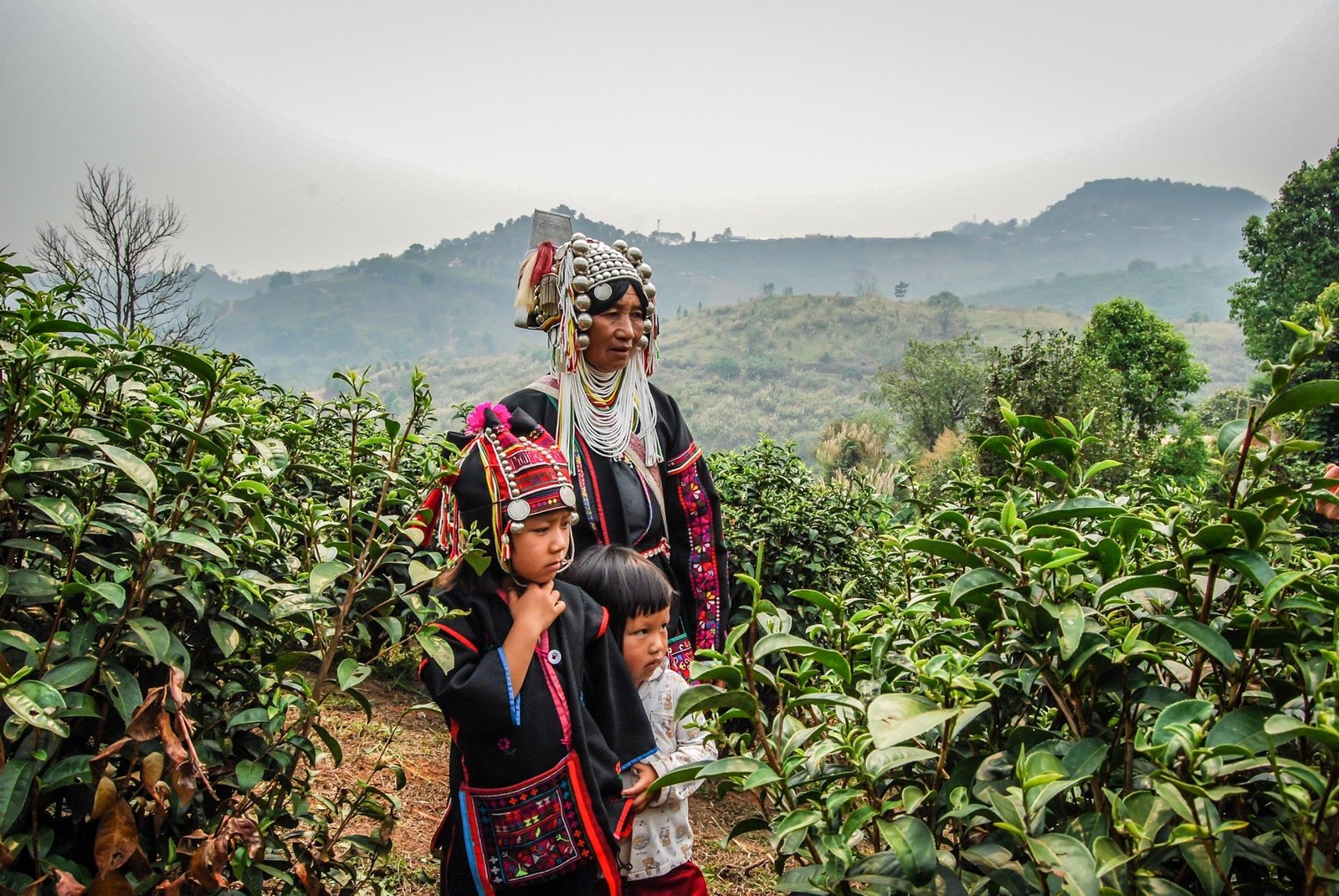 Tour triangolo d'oro - le piantagioni collinari