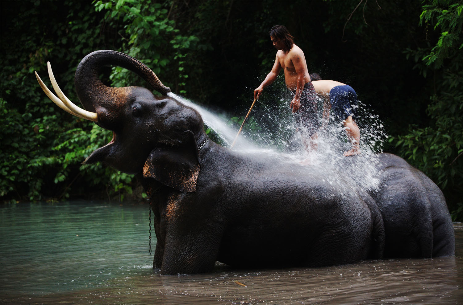 Trekking tour elefanti - lavando gli elefanti