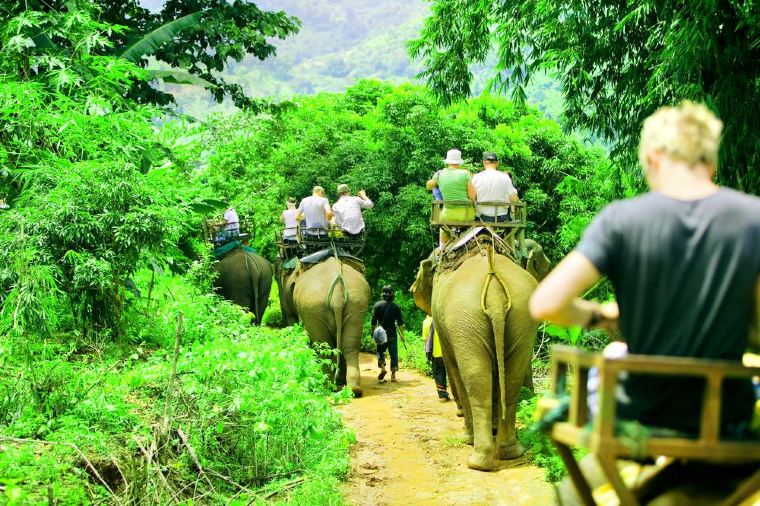 Trekking tour elefanti nella giungla