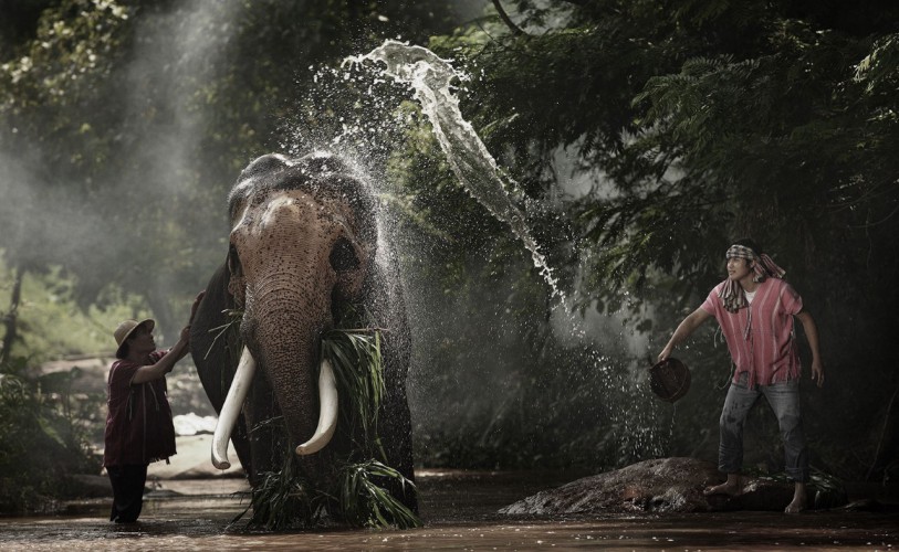 Trekking tour elefanti - interazione con gli elefanti