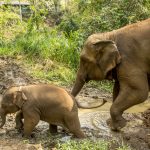 Tour Nord Thailandia - campo degli elefanti