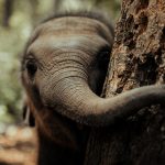 Tour Nord Thailandia - santuario degli elefanti