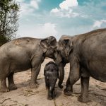 Tour Nord Thailandia - santuario degli elefanti