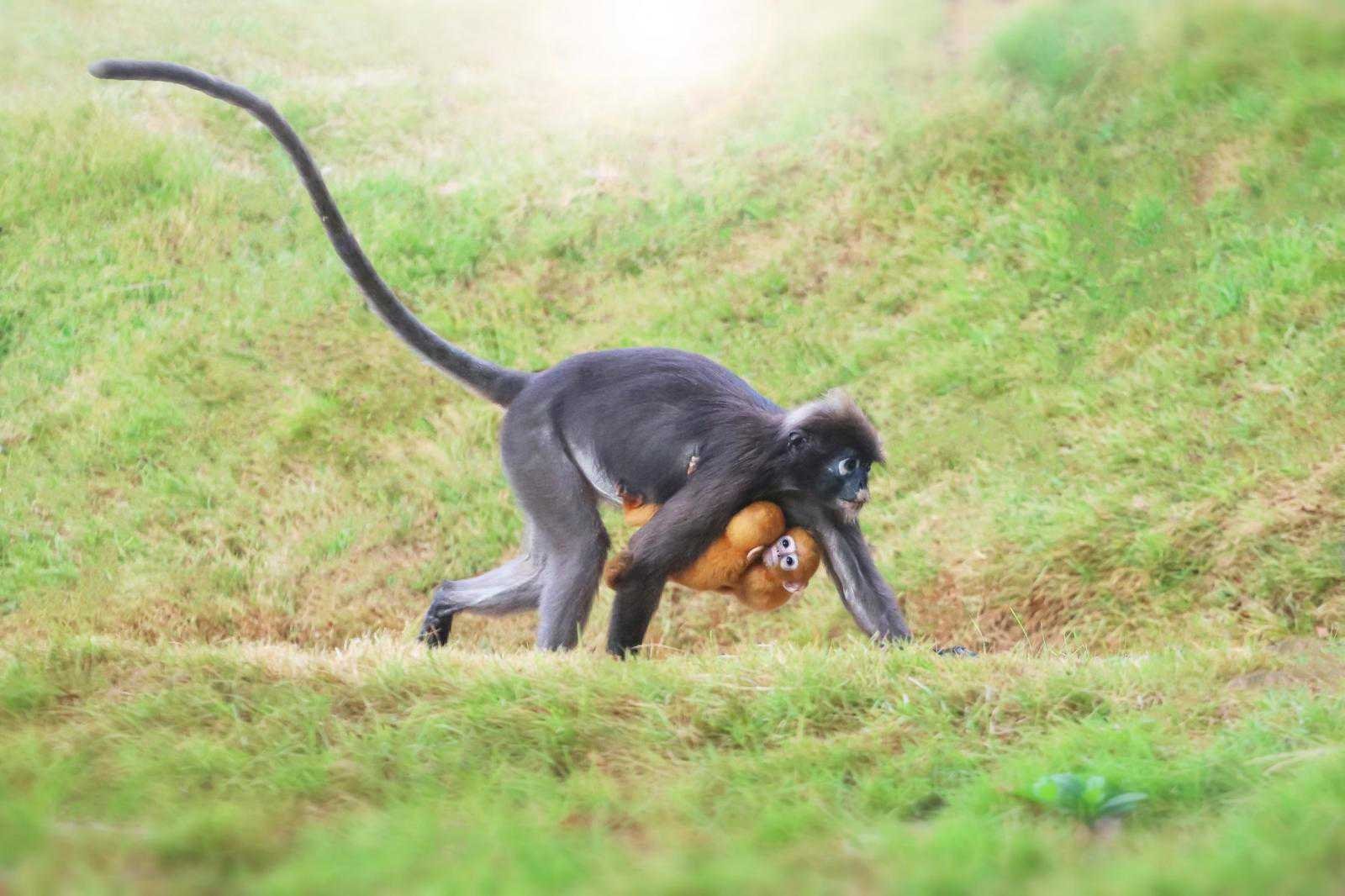 Tour isola di Koh Samui in italiano