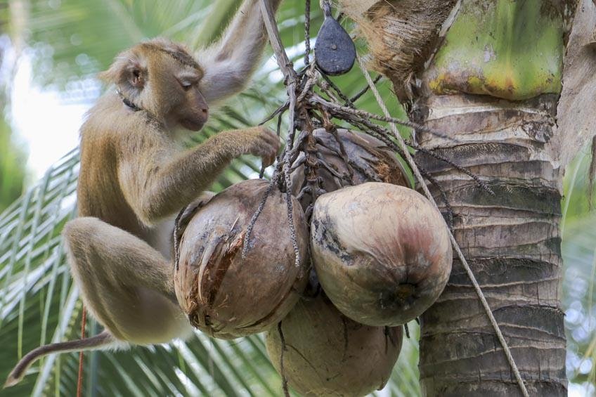 Tour isola di Koh Samui in italiano